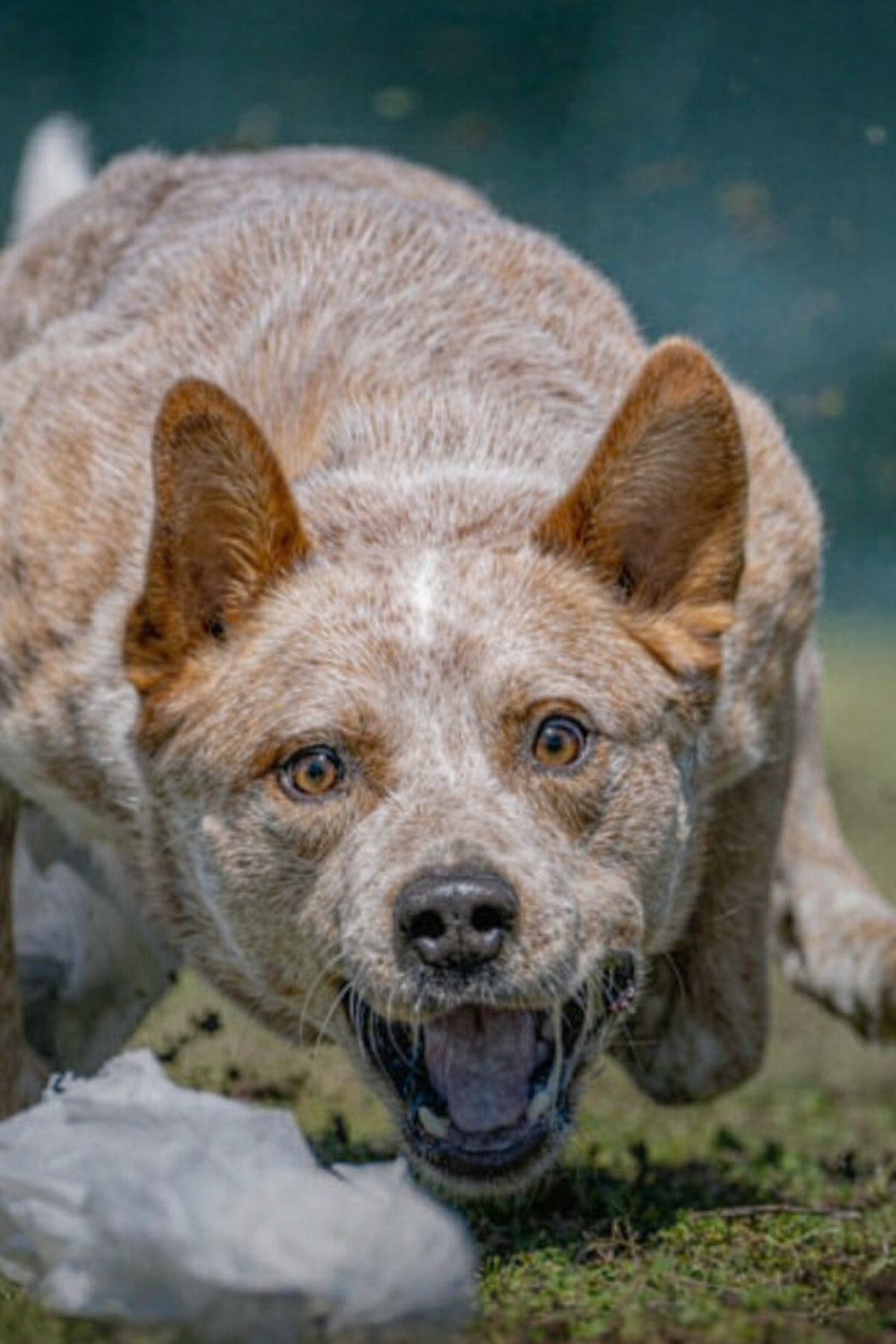 Dog using The Speed Release
